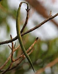 Image result for Tabebuia heterophylla