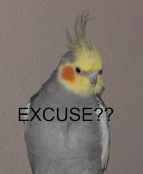 And A Bird Meme To Top It All Off And A Bird Meme To Top It All Off And A Bird Meme To Top It All Off Bird Meme Top Bird