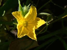 Image result for Cucumis