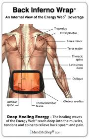 Lower Back Muscles Photo Lower Back Muscles Image Lower