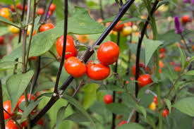Image result for Solanum zanzibarense