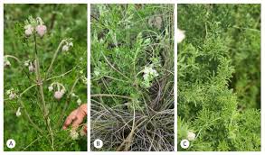 Image result for Clematis villosa