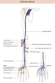 This can be from a fracture or other traumatic injury, or compression from excess fluid build up following an injury. Median Nerve An Overview Sciencedirect Topics