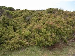 Image result for Rhagodia