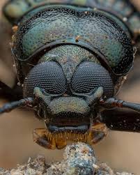 Image result for Erythrocephalum