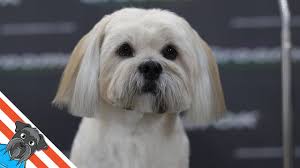 Check spelling or type a new query. Lhasa Apso Full Dog Grooming Youtube