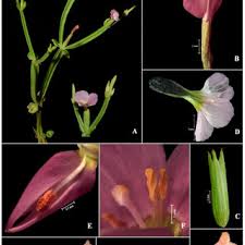 Image result for Canscora