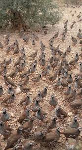 Kaw A Symbol Bird Of Kurdistan Nature Birds Beautiful Birds Pretty Birds