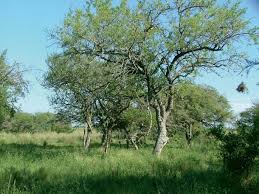 Image result for Sorghastrum stipoides