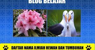 Halaman ini memuat kumpulan nama latin bunga dan tanaman hias. Daftar Nama Latin Atau Ilmiah Tumbuhan Dan Hewan