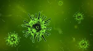 Makhuk hidup dari jenis yang lain. Virus Pengertian Ciri Klasifikasi Perkembangbiakan Dan Peran Dalam Biologi Portal Ilmu Com Read More Learn More