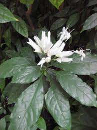 Image result for Whitfieldia thollonii