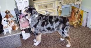 The Healthy Dog Australian Shepherd Medium Haircut Australian Shepherd Mini Australian Shepherds Aussie Puppies