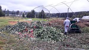 Maybe you would like to learn more about one of these? Jet Fresh Growers Blog Ashley Black On Thursd