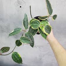Image result for Anthonotha macrophylla