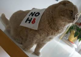 Share the best gifs now >>>. Clothes For Cats Scottish Fold Wearing Noh8 Logo Banner Pet Clothing Cutest Cat Ever Fold Eared Kitty La Carmina Blog Alternative Fashion Goth Travel Subcultures