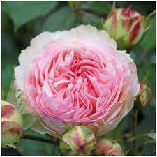 When to fertilize a pierre de ronsard rose tree? Rosier Grimpant Pierre De Ronsard Meiviolin Rosier Meilland
