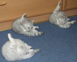 Рада перейменувала Високомобільні десантні війська на Десантно-штурмові війська - Цензор.НЕТ 8067