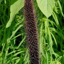 Image result for Cenchrus trachyphyllus