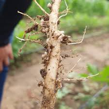 Image result for Crotalaria juncea