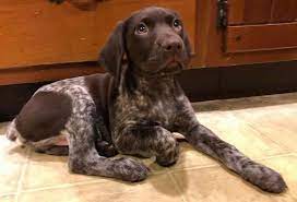 Maybe you would like to learn more about one of these? German Shorthaired Pointer Dog Breed Information And Pictures