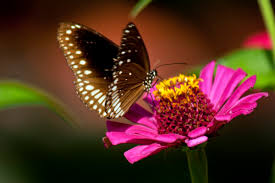 This one is enjoying my bat face flowers. 5 Flowers To Attract Butterflies To Your Garden Dengarden