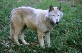 Mackenzie valley wolves inhabit much of western canada and alaska including unimak island. Image Canis Lupus Occidentalis Mackenzie Valley Wolf Biolib Cz