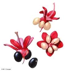 Image result for Brackenridgea