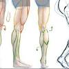 Biceps femoris, semitendinosus, and semimembranosus. 1