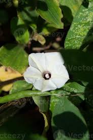 Image result for Ipomoea violacea