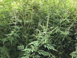 L'ambroisie est une plante que l'on ne souhaite pas cultiver, étant donné qu'elle est considérée comme une mauvaise herbe et qu'elle est responsable de plusieurs allergies Allergies L Ambroisie Une Plante Au Pollen Tres Nocif S Installe Peu A Peu En Belgique