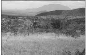 Image result for Agelanthus tanganyikae