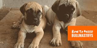 How To Breed Bullmastiffs Background Breeding Practices