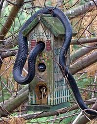 Snake House Bird Houses Bird House Bird