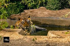 Jaipur To Sariska Cab Jaipur To Sariska Taxi In 2020 National Parks Wildlife Reserve Wildlife Watching