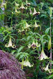 Nepal Lily Lilium Nepaulense Green And Red Species Lilies Masses Of Flowers Zi Ban Bai He Chinese Lillies Flower Stock Photography Planting Flowers Plants