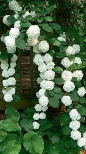 After a season or two comes and goes without a bloom in sight, gardeners may become worried about their vines. Gefullter Schneeball An Rechte Hecke Pflanzen Erledigt Plants Climbing Hydrangea Beautiful Flowers