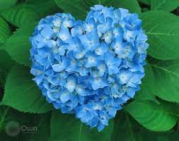 Hydrangea First Discovered In Japan The Name Hydrangea Comes From The Greek Hydor Meaning Water And Angos Meaning Jar Or Ves Hortensia Beautiful Foto S
