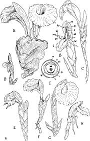 Image result for Aframomum spiroligulatum