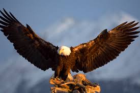 Grab weapons to do others in and supplies to bolster your chances of survival. Fire Eagle Wallpaper Download