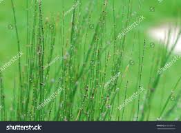 Image result for Equisetum ramosissimum