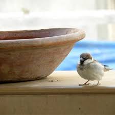 Why Are Sparrows Endangered In India Rediff Com News