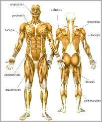 Pictures Of Body Muscles Anatomy System Human Body