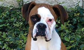 What is the difference between adopting a dog, adopting a cat, adopting a kitten or adopting a puppy versus getting dogs for sale, cats for sale, puppies for sale or kittens for sale from a dog. 7 Adorable Puppies To Adopt Now In Dallas