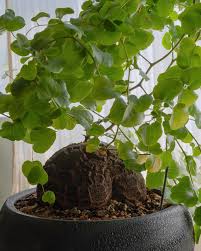Image result for Dioscorea cotinifolia