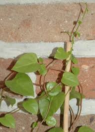 Image result for Basellaceae