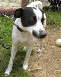 Black And White Jack Russell Terrier Lab Mix White And Black Spotted Jack Russell Terrier Mix