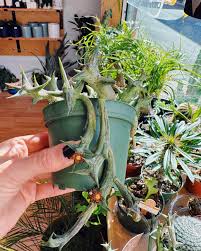 Image result for Orbea schweinfurthii