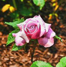 * belinda's dream shrub rose #24316. Belinda S Dream Shrub Rose Photograph By Allen Beatty