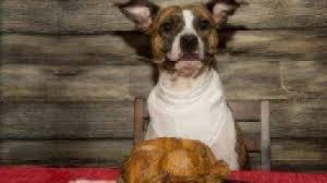 Can Dogs Eat Turkey Healthy Paws